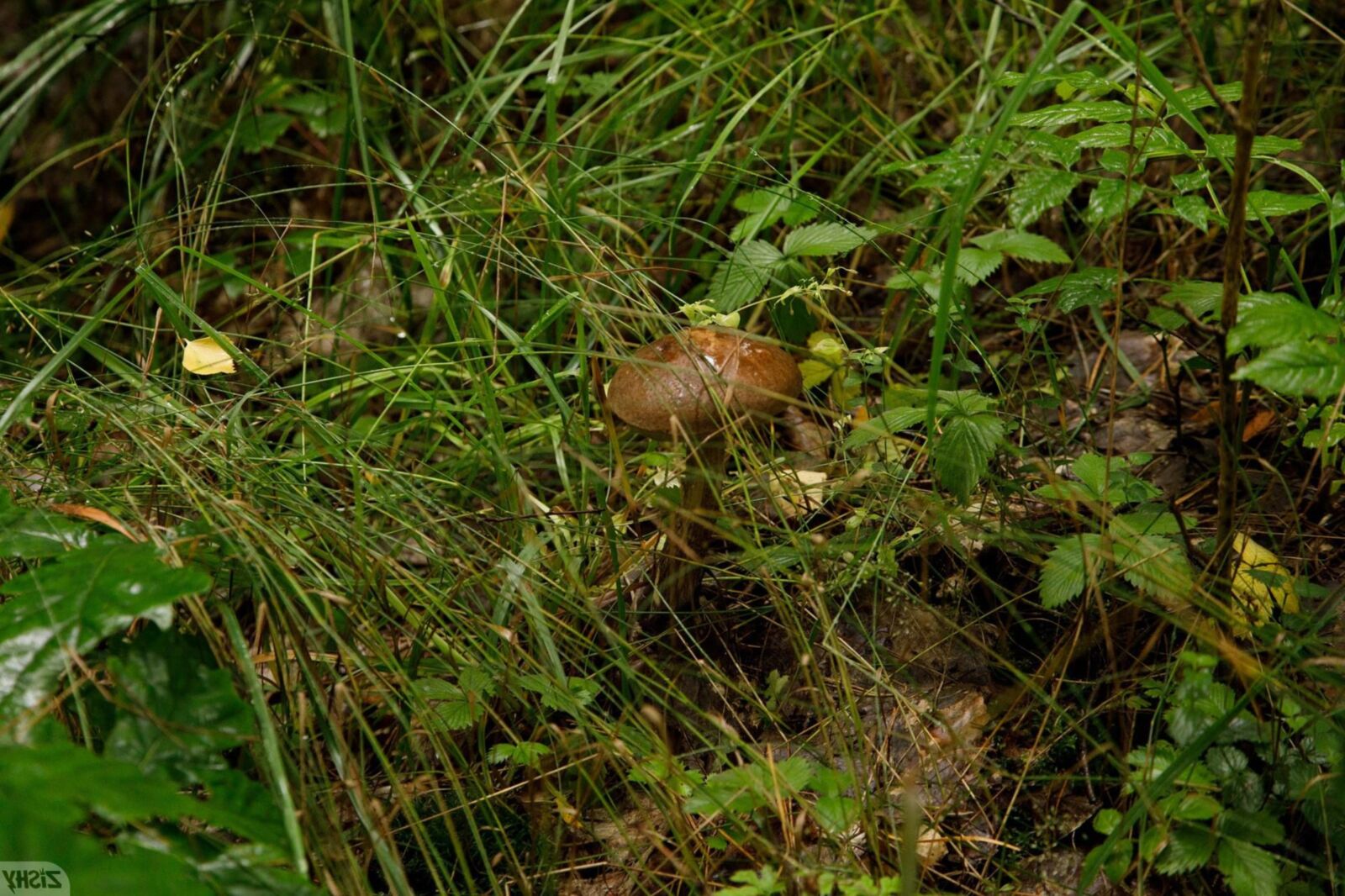  vlada romashina mushroom hunting