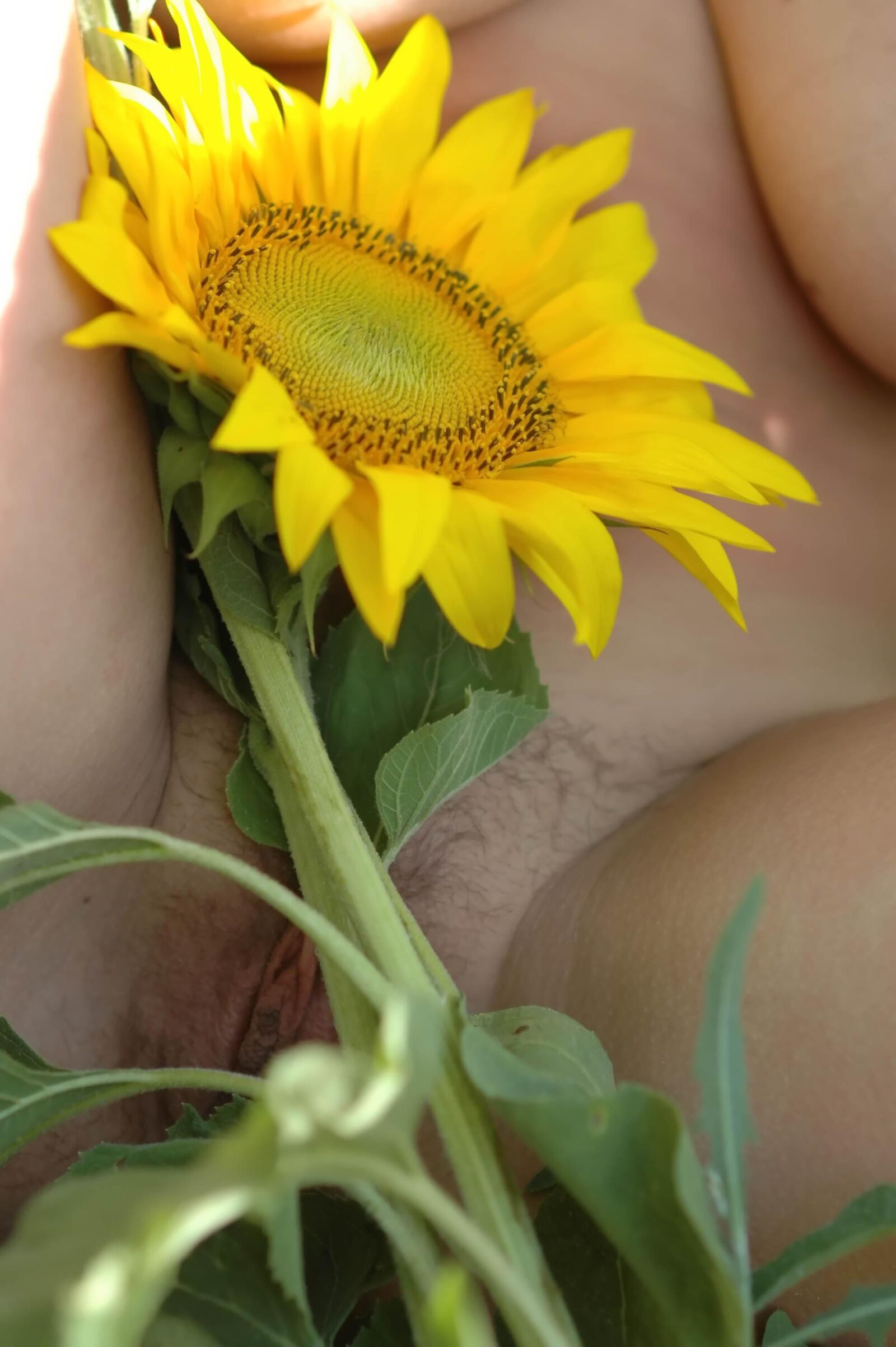 Slastyonoff Aneli Aunflower   ,