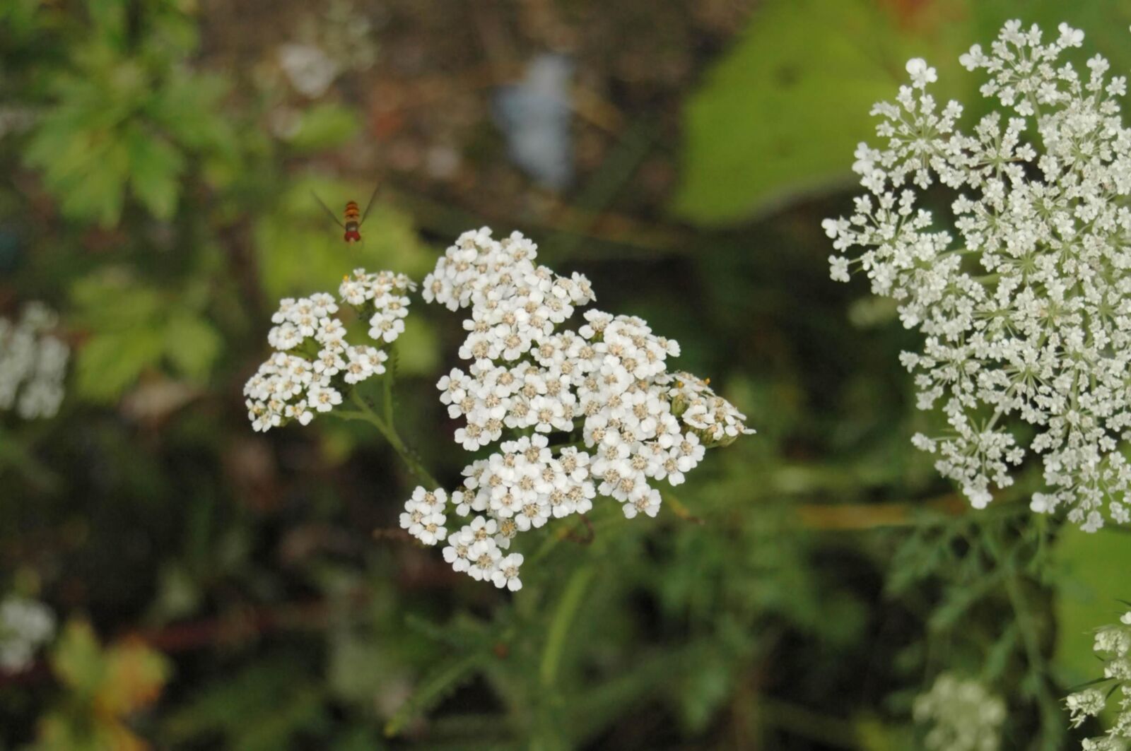 Slastyonoff Irzina Waldblume,